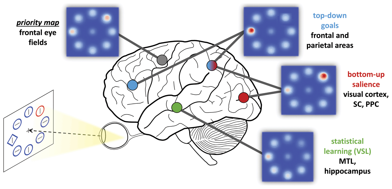 A schematic, created by Theeuwes and Failing (2020), indicating brain areas that mediate bottom-up attention, top-down attention, and a priority map.