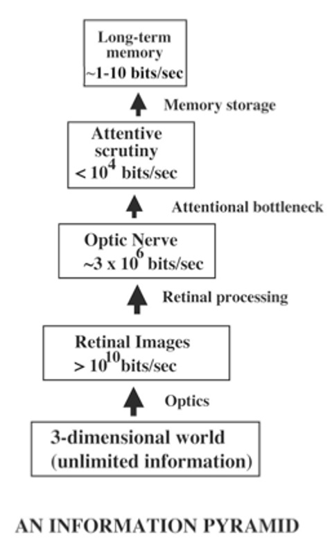 An estimate of the amount of information processed at successive stages of visual processing.